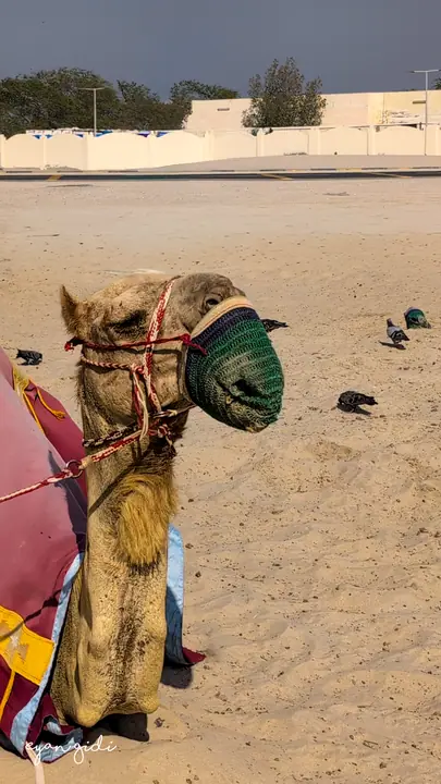 The desert, Doha, 28 June 2026