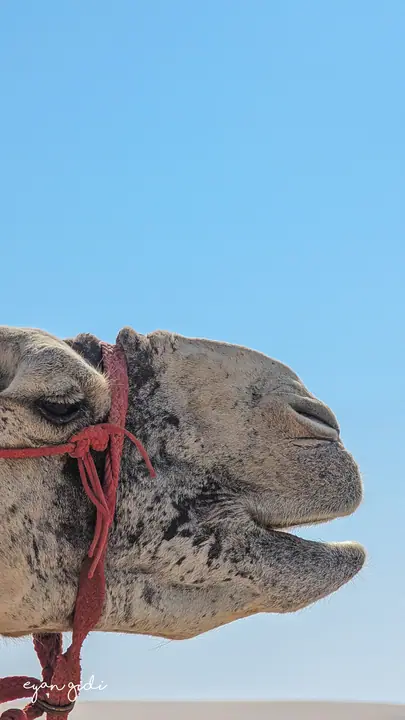 The desert, Doha, 28 June 2026