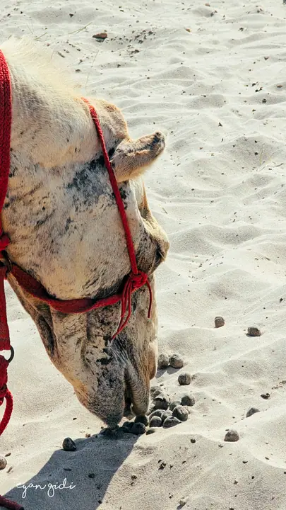 The desert, Doha, 28 June 2026