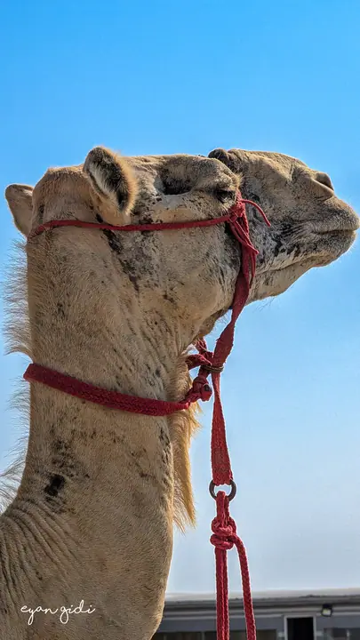The desert, Doha, 28 June 2026