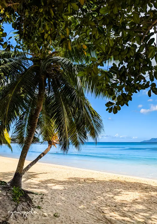 Morning, Seychelles, 1 July 2026