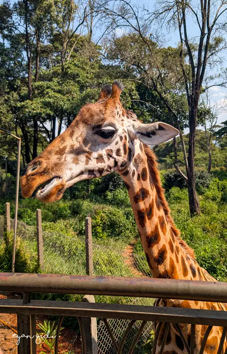 Giraffe Centre, Nairobi, 4 July 2026