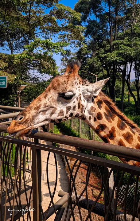 Giraffe Centre, Nairobi, 4 July 2026
