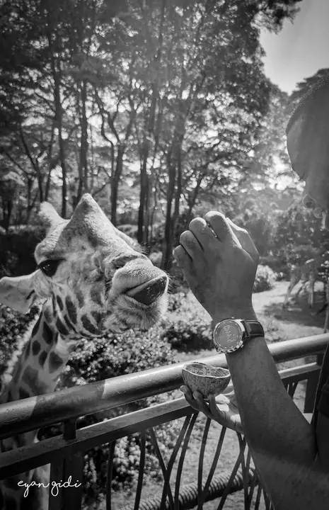 Giraffe Centre, Nairobi, 4 July 2026