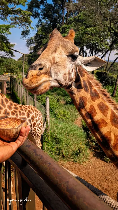 Giraffe Centre, Nairobi, 4 July 2026