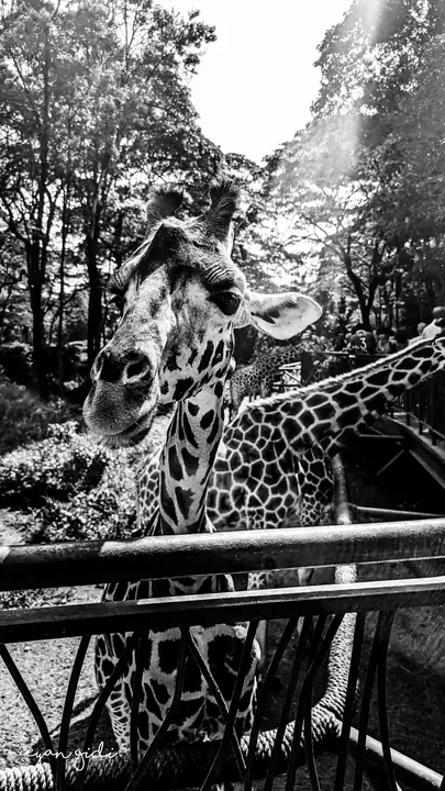 Giraffe Centre, Nairobi, 4 July 2026