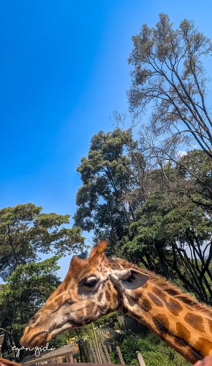 Giraffe Centre, Nairobi, 4 July 2026