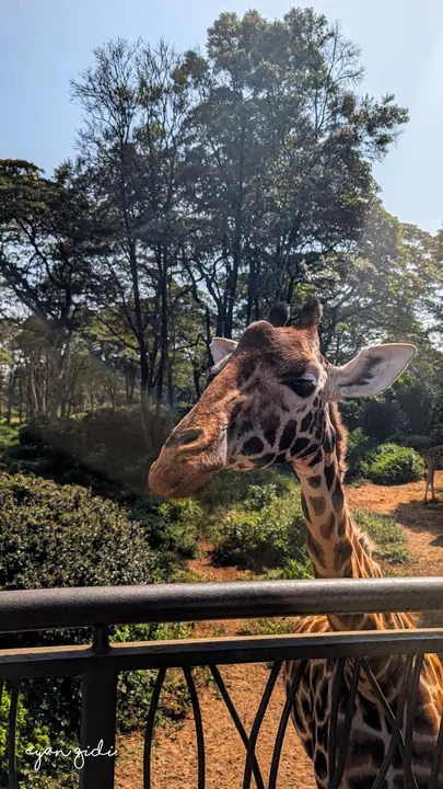 Giraffe Centre, Nairobi, 4 July 2026