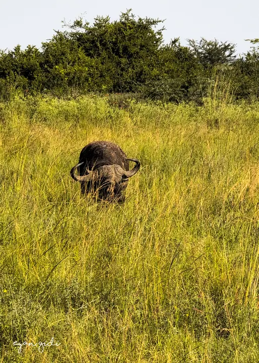 Nairobi National Park, Nairobi, 4 July 2026