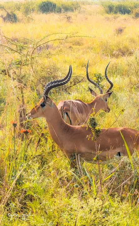 Nairobi National Park, Nairobi, 4 July 2026