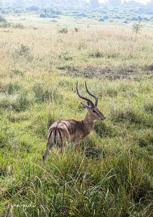 Nairobi National Park, Nairobi, 4 July 2026