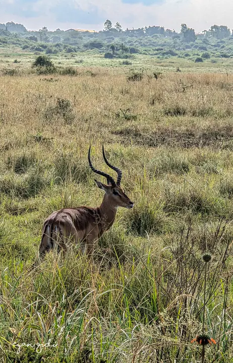 Nairobi National Park, Nairobi, 4 July 2026