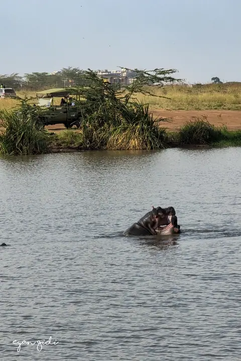 Nairobi National Park, Nairobi, 4 July 2026
