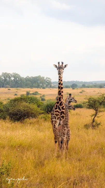 Nairobi National Park, Nairobi, 4 July 2026