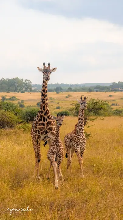 Nairobi National Park, Nairobi, 4 July 2026