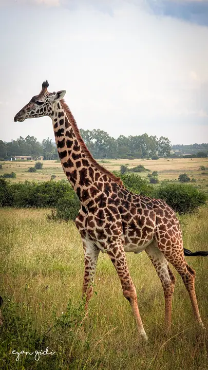 Nairobi National Park, Nairobi, 4 July 2026