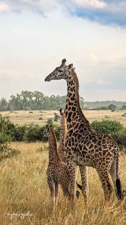 Nairobi National Park, Nairobi, 4 July 2026