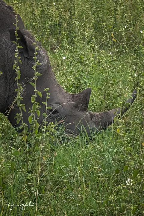 Nairobi National Park, Nairobi, 4 July 2026