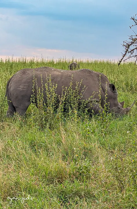 Nairobi National Park, Nairobi, 4 July 2026