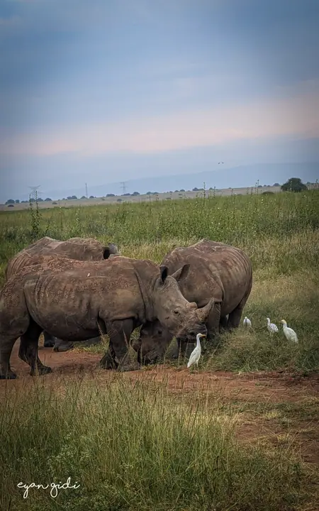 Nairobi National Park, Nairobi, 4 July 2026