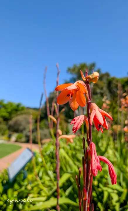 Kirstenbosch, Cape Town, 16 September 2026
